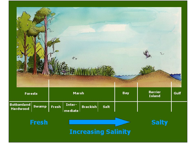 picture of Habitats of the estuary as related to salinity